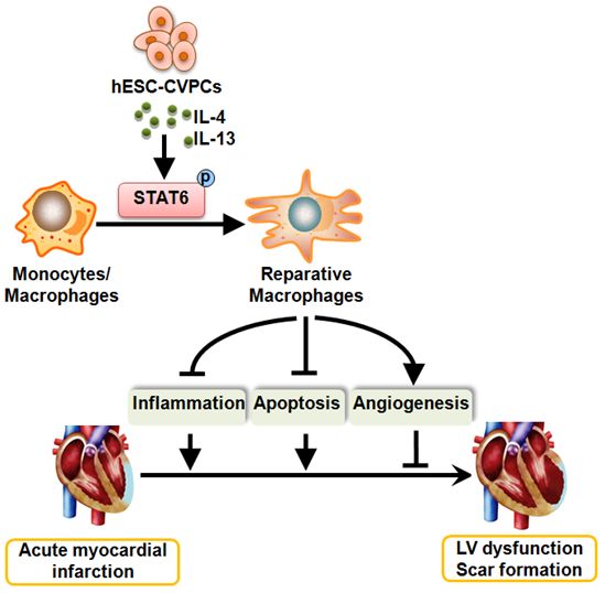 向修复型极化,从而调节急性心梗后炎症反应,减少心梗后心肌细胞凋亡