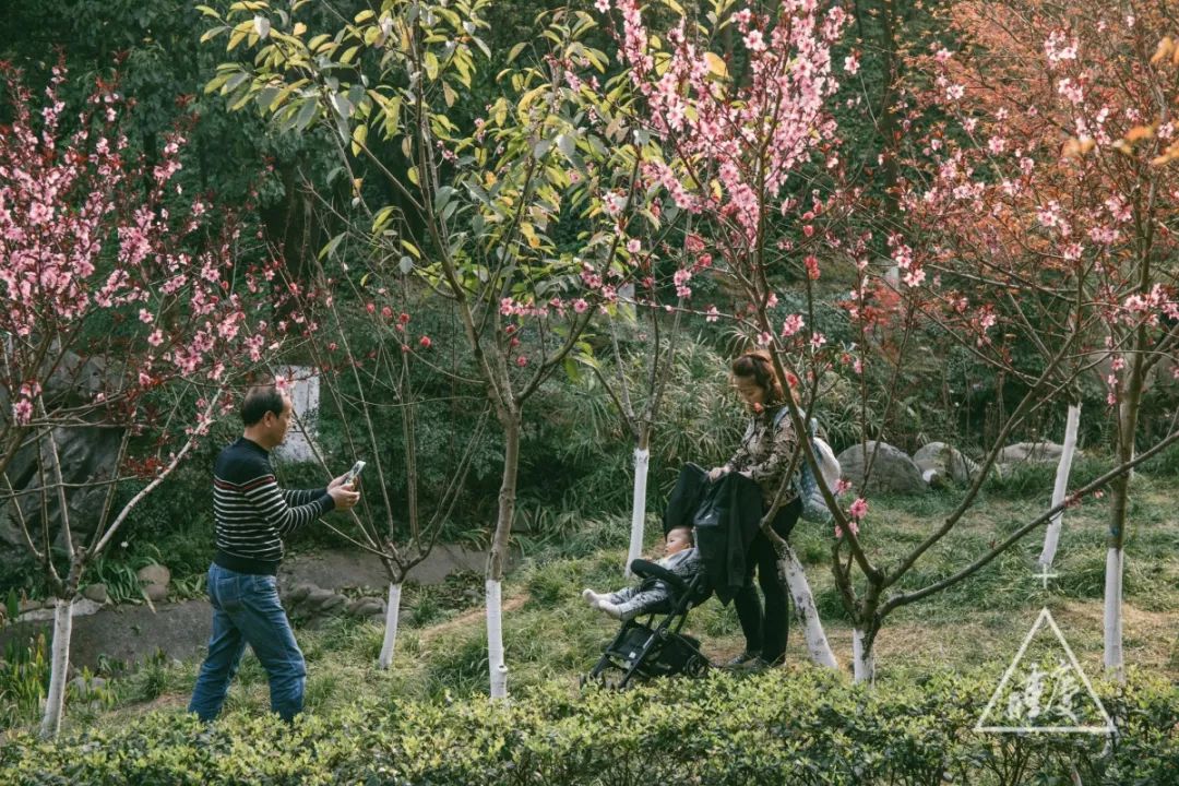 九龙坡私藏了一个1246亩的"桃花源,好看好吃还免费?