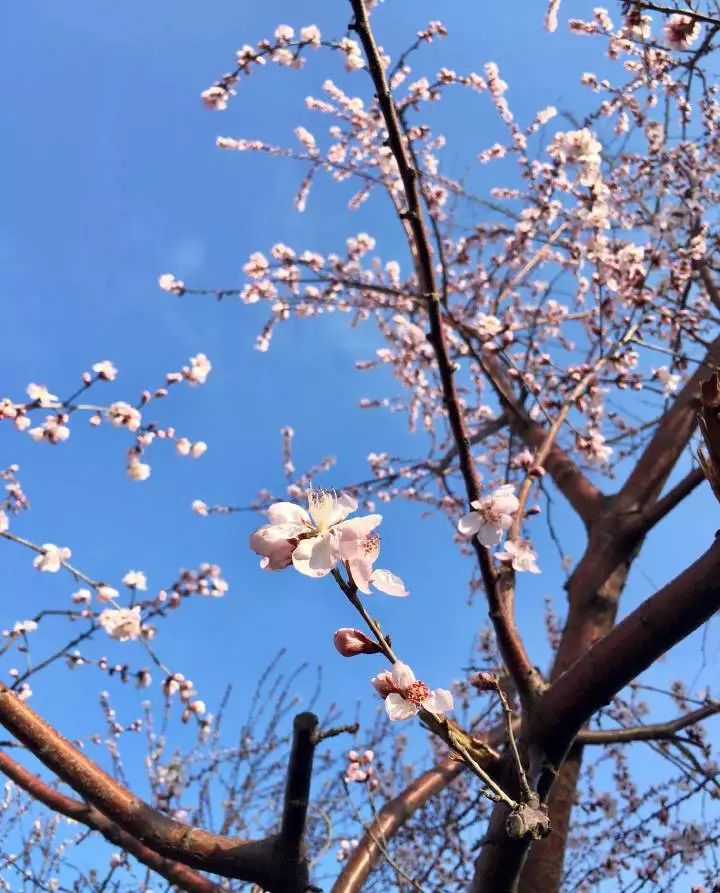 大多数的桃花都开了