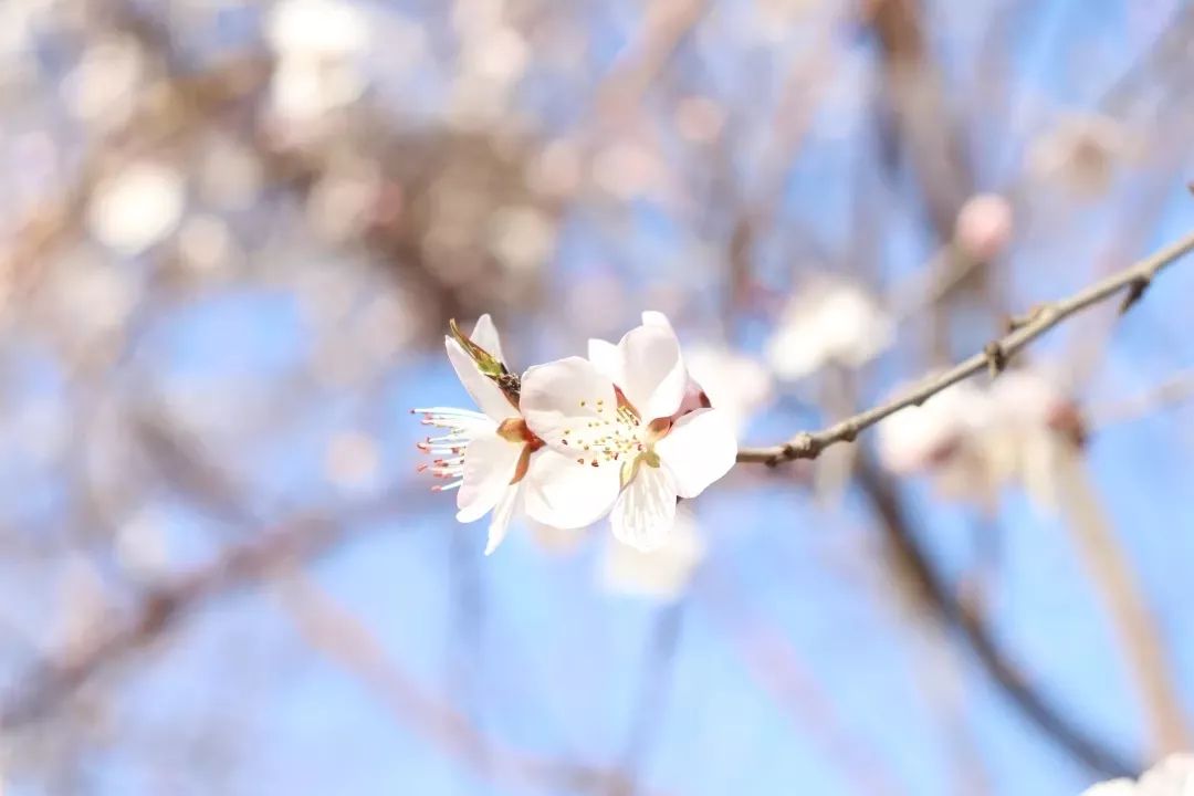 愿与君共赏师大春意盎然恰春色满园,光影流转是师大三月的天花开花谢