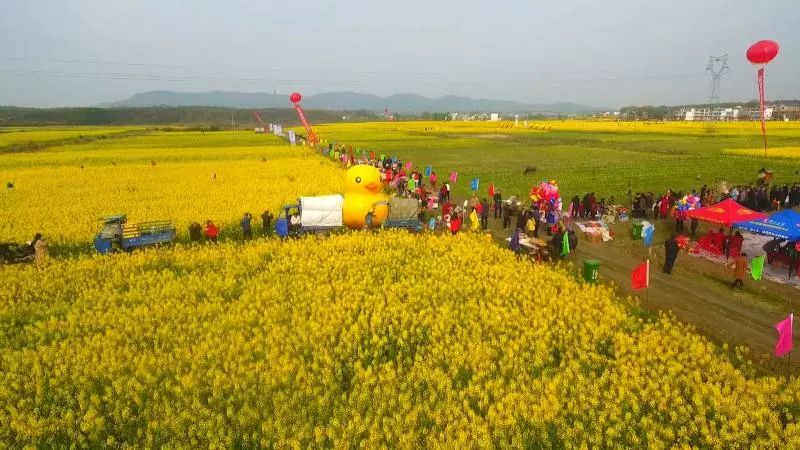 万众瞩目!湖口第三届油菜花节开幕式完整视频震撼来袭