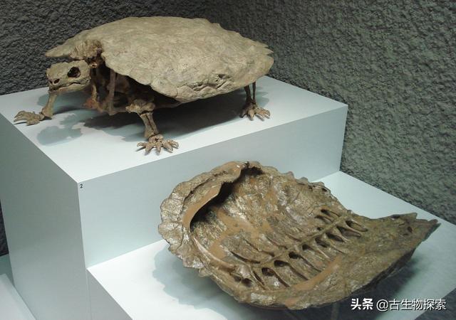 始喙龟–中国古生物学十大进展之一