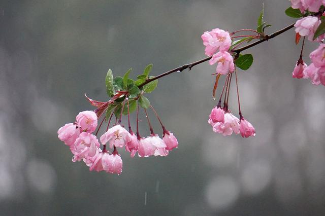 一场雨疏风骤钟山海棠依旧