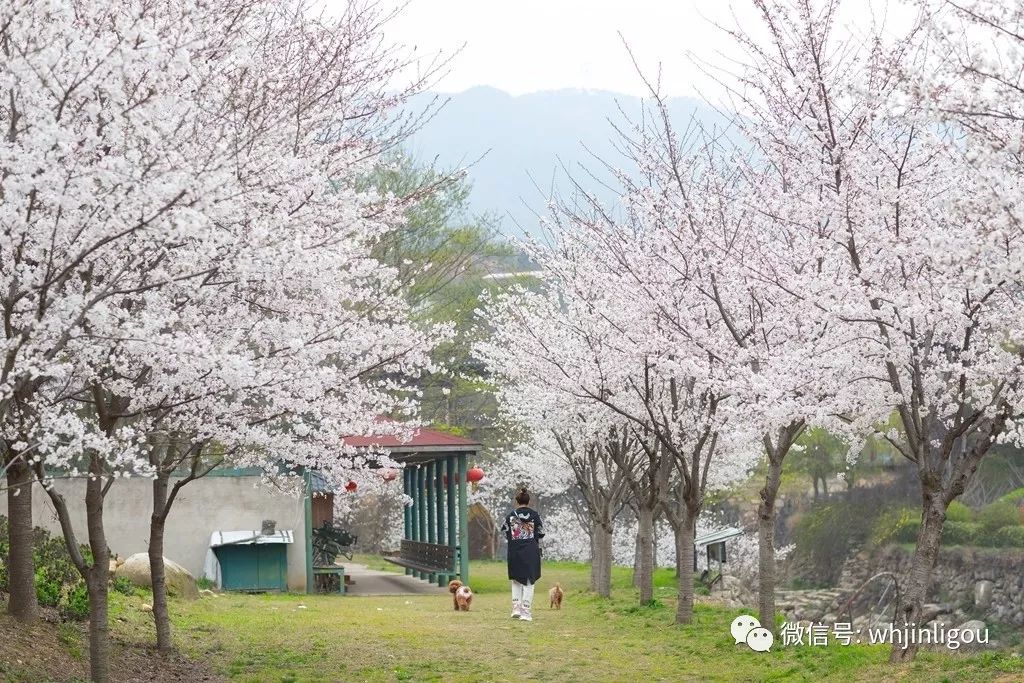 电影《海街日记》,浅野铃与心爱的男孩驶过樱花隧道时,那份初恋的心情