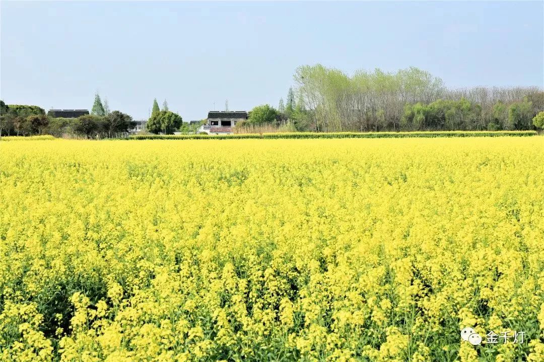 上家人,好友 去亲身体验 那就是—— 与千亩花海 相约~ 千灯的油菜花