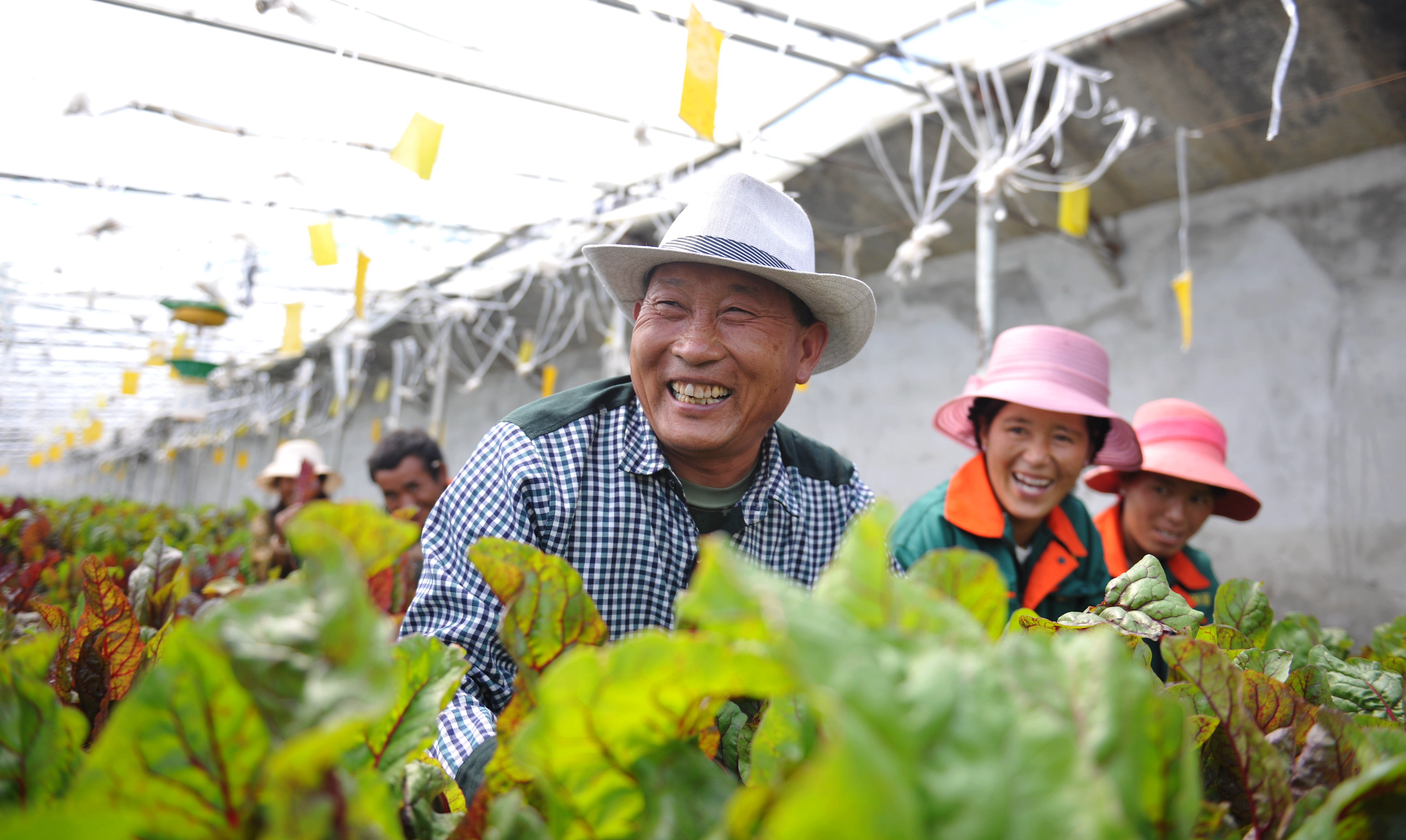 今日西藏:世界屋脊西藏—农牧业现代化程度不断提高