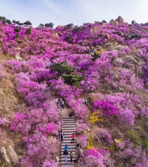 3月27日青岛大珠山杜鹃花会花况