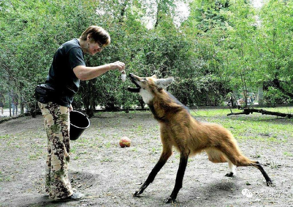 原創
            它是南美最大的犬科動物，卻偏愛吃素，常被美洲獅和美洲豹欺負 未分類 第2張