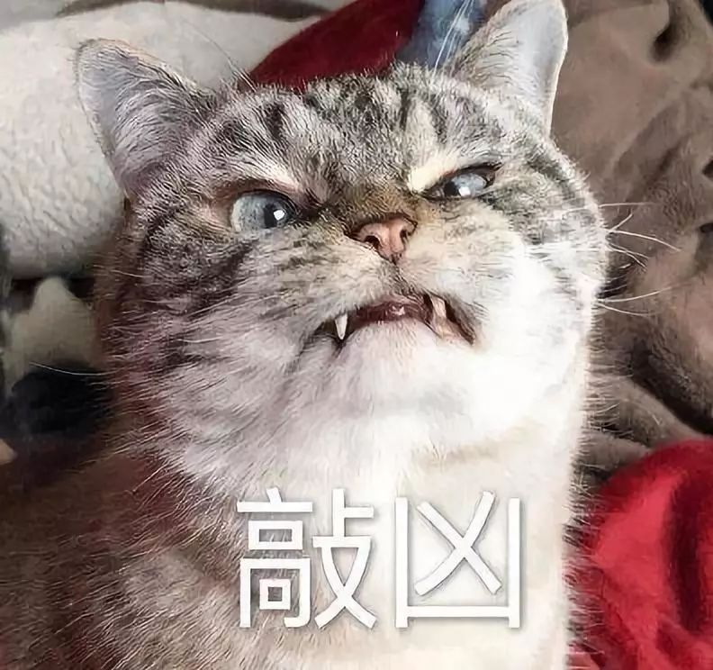 大猫为什么会凶小猫就连一些养猫的人都不知道的秘密 主人