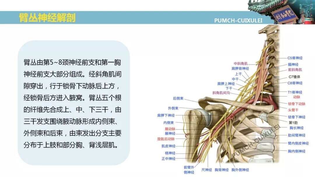 神经阻滞第二弹超声引导臂丛神经阻滞上篇