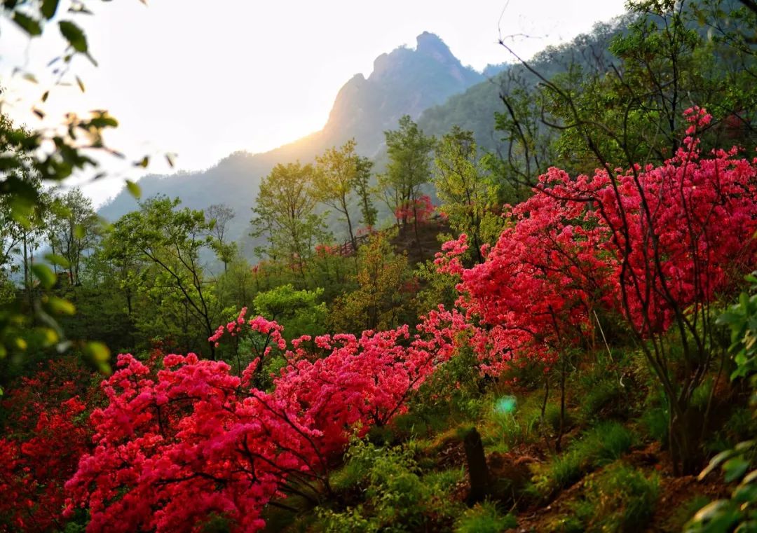 第河南汝阳杜鹃花节暨炎化节郑州推介会圆满成功