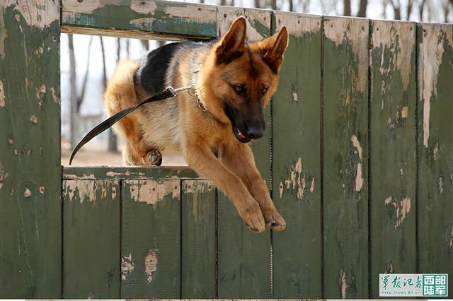 軍犬「艾拉」的從軍之路 未分類 第3張