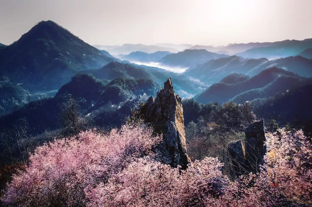 万市浮云岭/野樱花的绝美