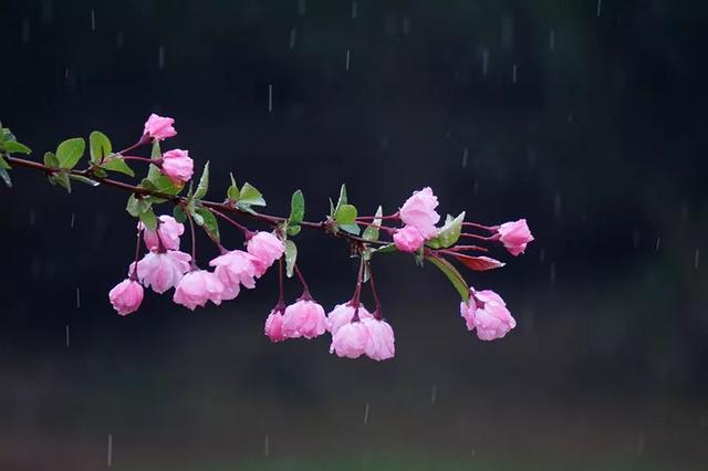 一场雨疏风骤钟山海棠依旧