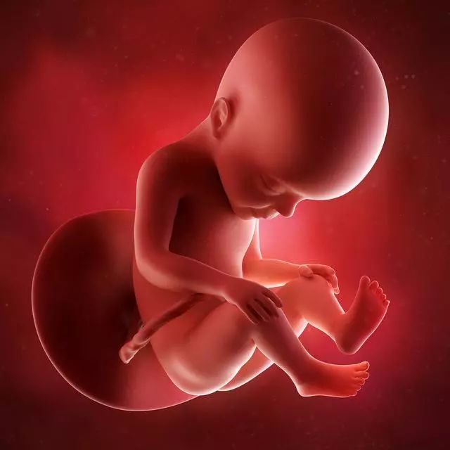 孕期第27周的胎儿发育情况