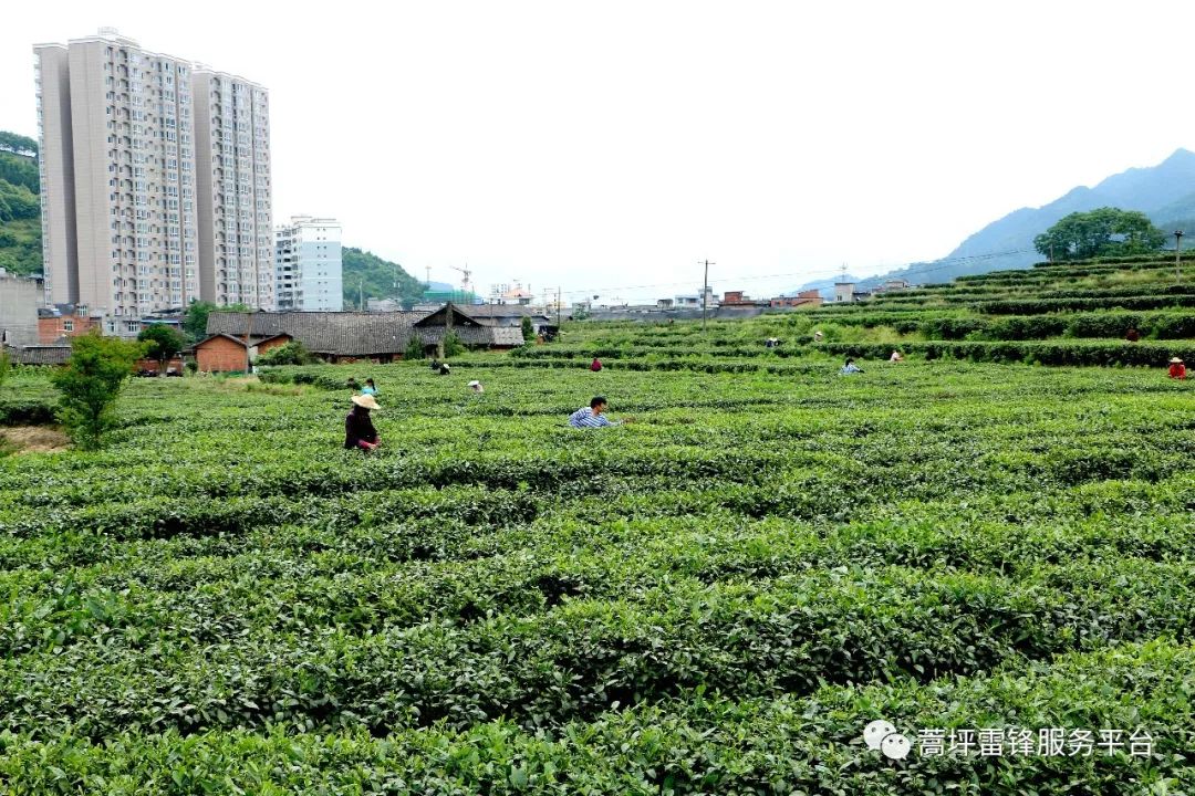 陕西紫阳蒿坪镇书记邀您来品紫阳富硒茶