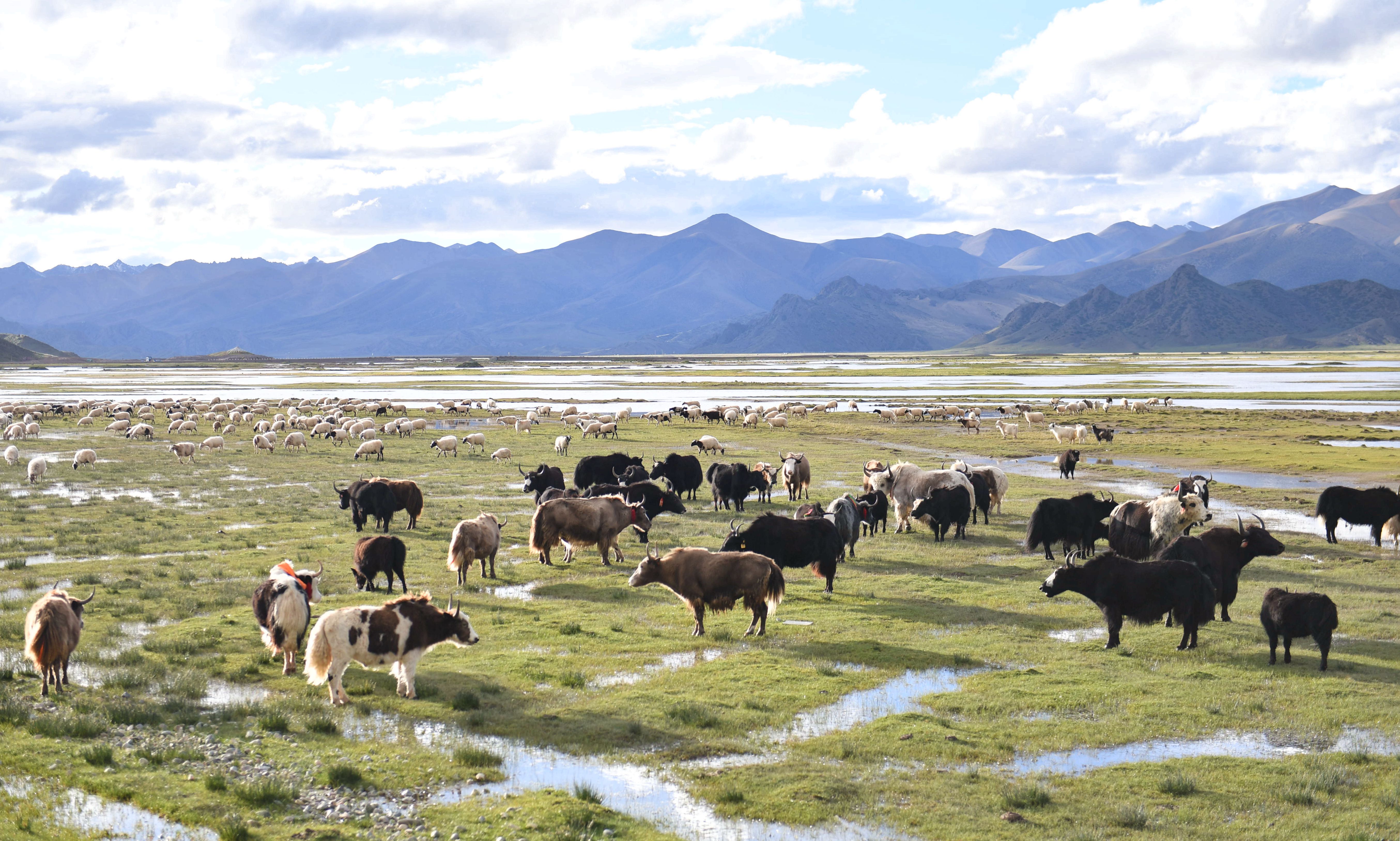 今日西藏:世界屋脊西藏——农牧业现代化程度不断提高