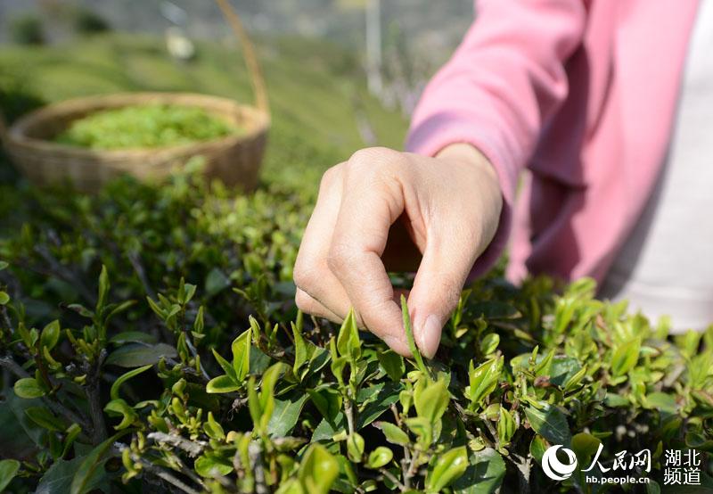 湖北保康:明前茶飘香 茶农采茶忙_茶叶