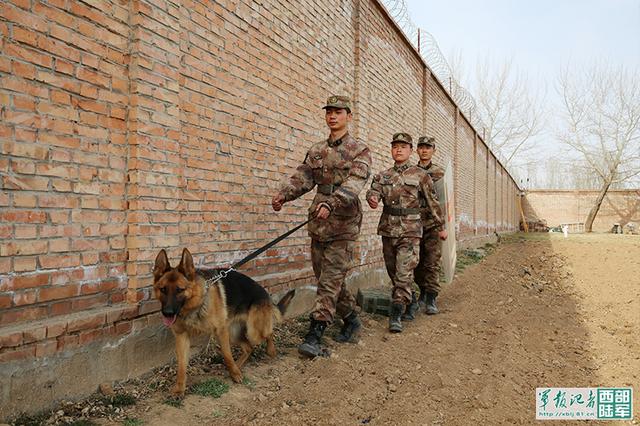 軍犬「艾拉」的從軍之路 未分類 第2張