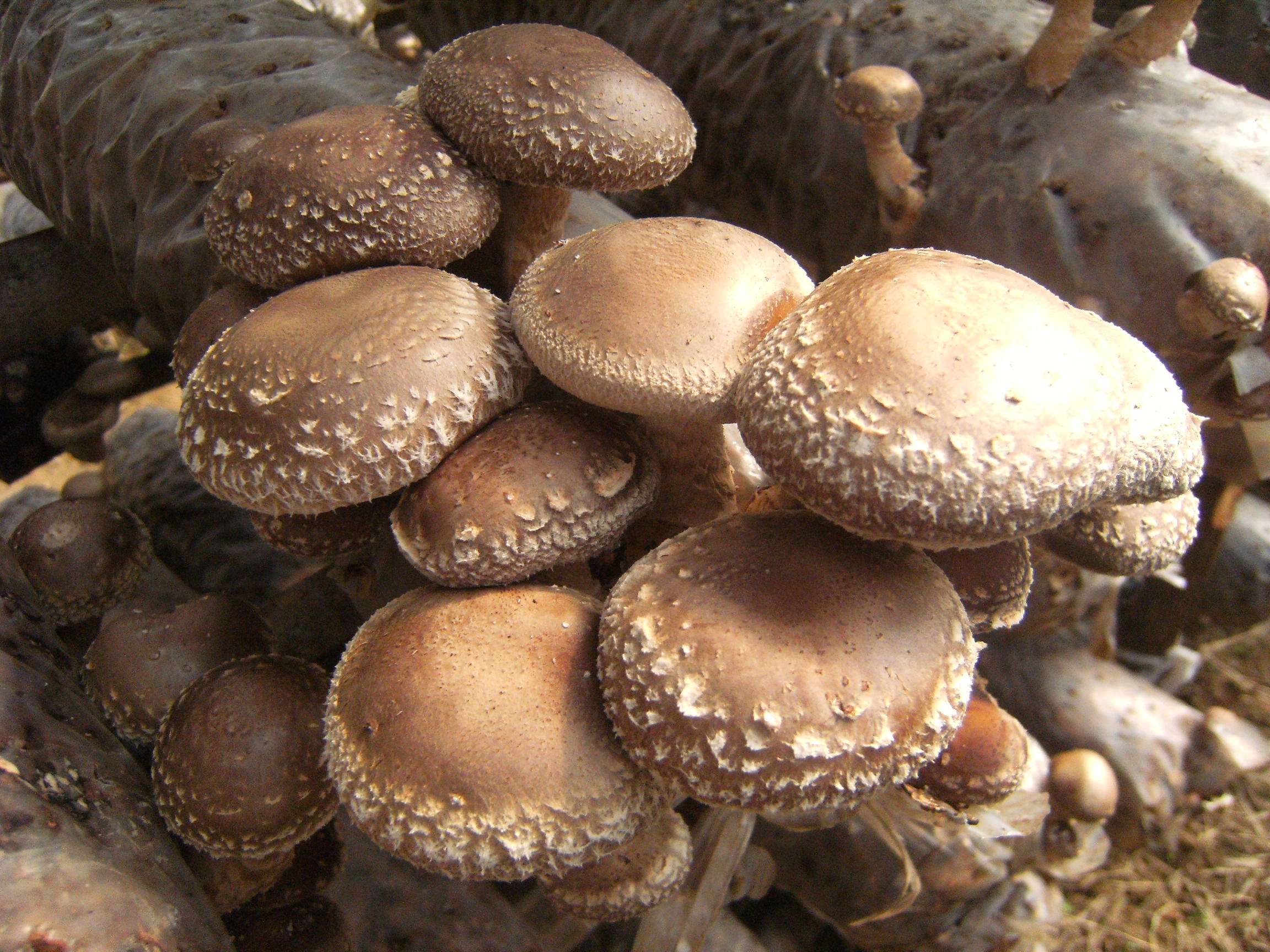 蘑菇营养价值高,但是怎样种出好蘑菇呢?这几点要注意!