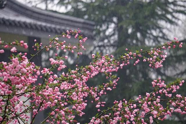 一场雨疏风骤钟山海棠依旧