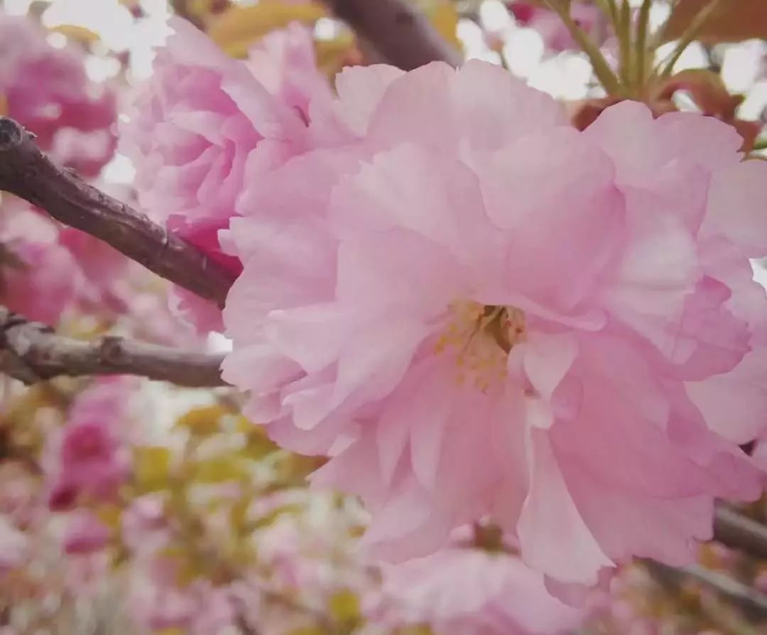 杏花梅花梨花桃花樱花海棠花,傻傻分不清?春天里必看此文!