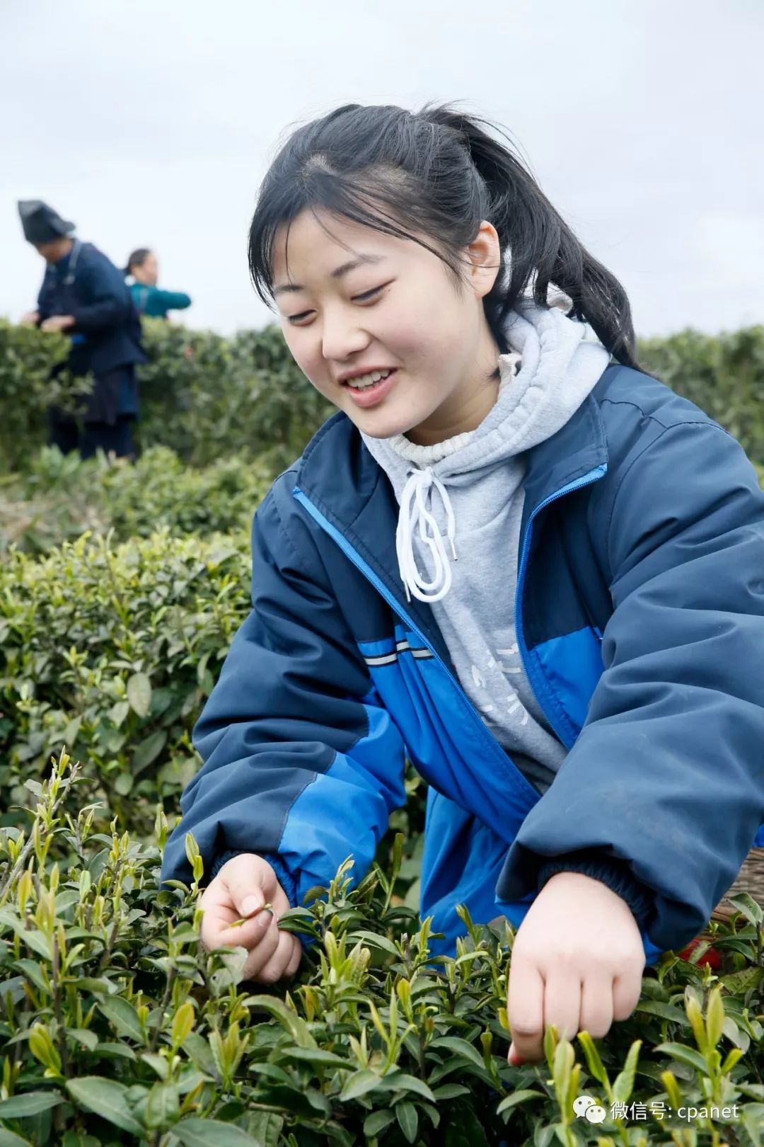 扶贫故事 | 扶贫茶园中,苗族少女采茶补贴学费