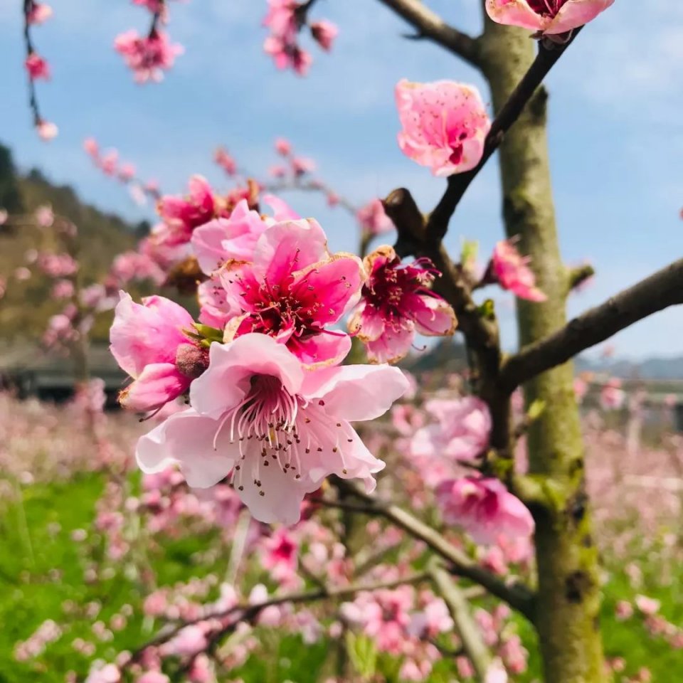 松阳又一处绝美的桃花盛宴约起