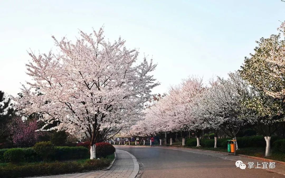 宜昌最美樱花大道在这里速约