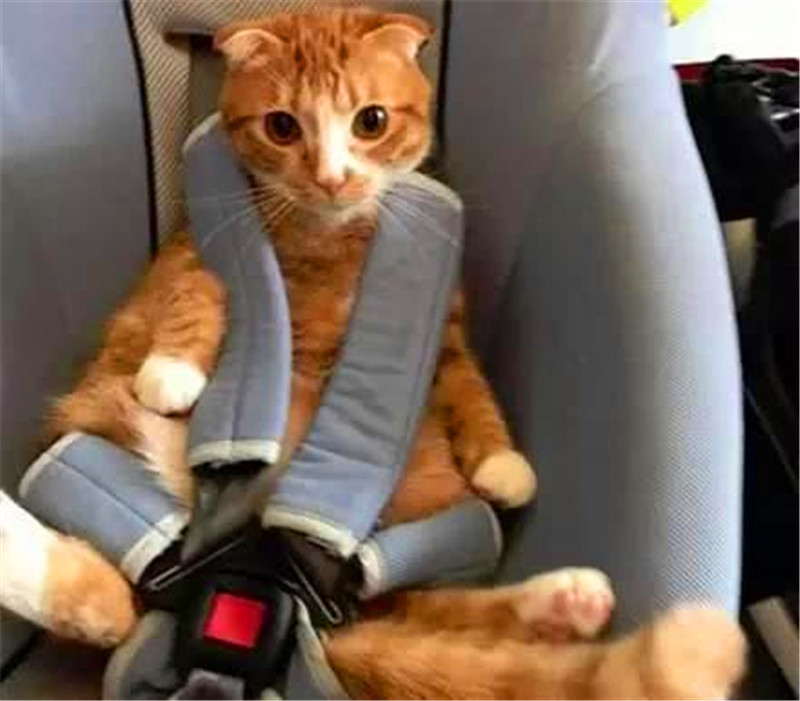 小貓咪系上安全帶，一臉驚慌以為自己被綁架了，呆萌的樣子太可愛 未分類 第2張