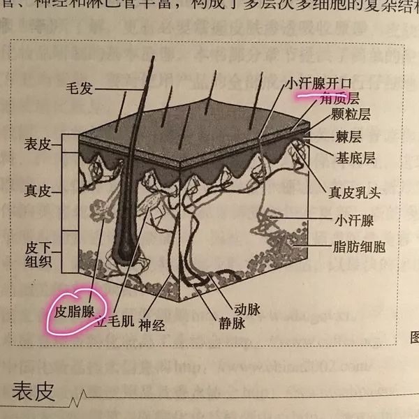 远红外线美容减肥的那些事_皮脂腺