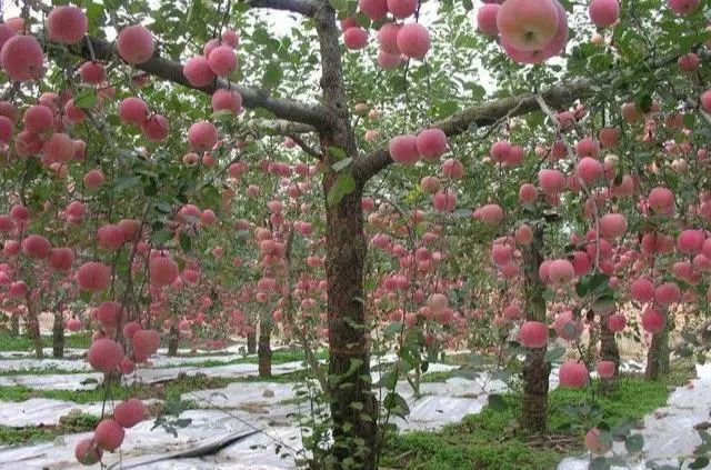 苹果种植