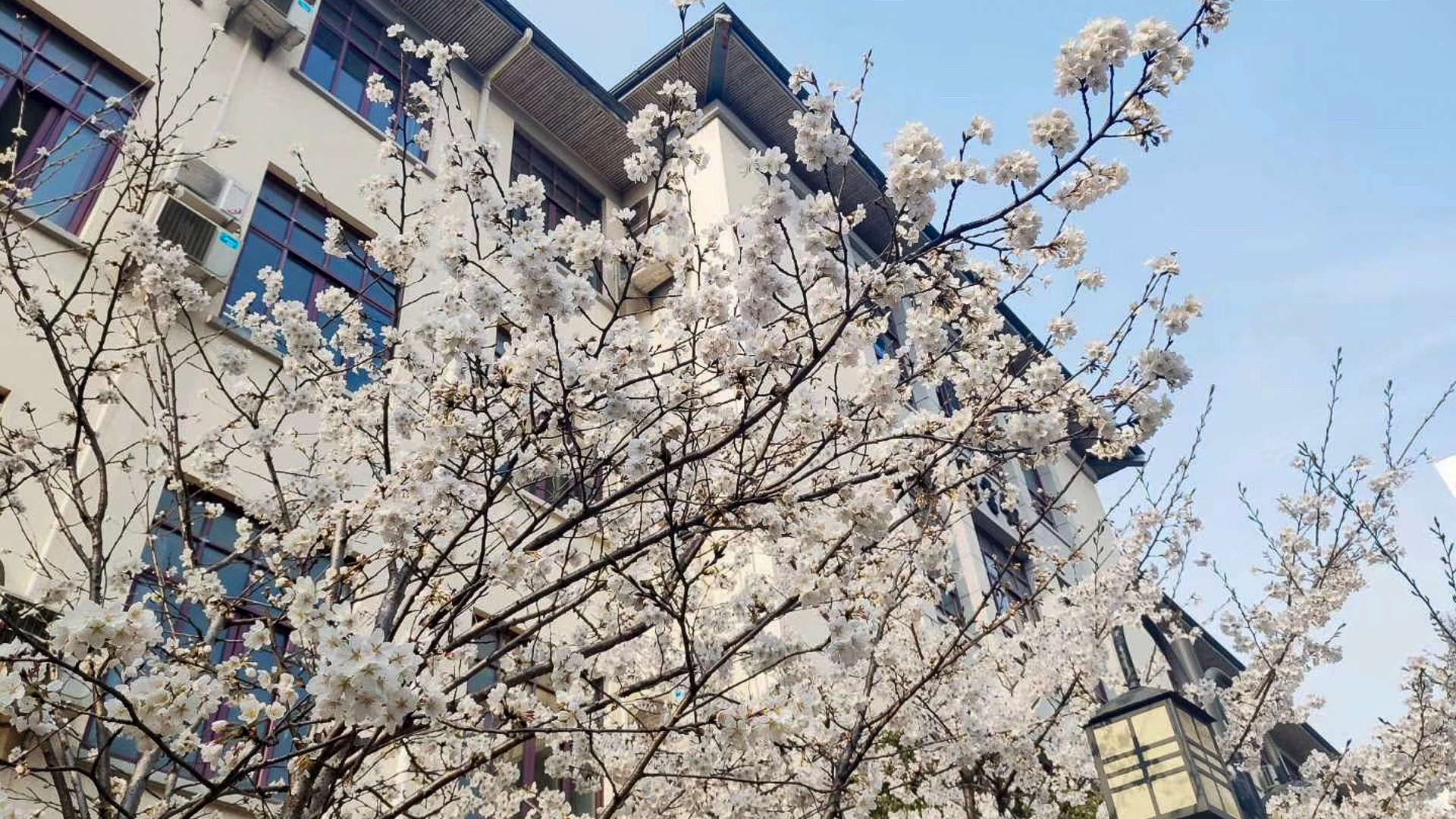 这里才是南京最美的樱花林，比鸡鸣寺更美更清净