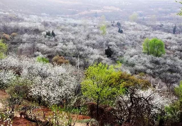 知否 知否 已是最美樱花季,来灞桥赏樱花,和最美的那个她.