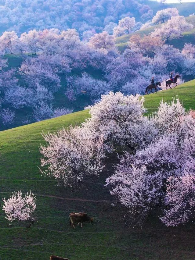 当16时整,镜头来到了新疆 一架无人机 带着我们俯瞰春天开满杏花的