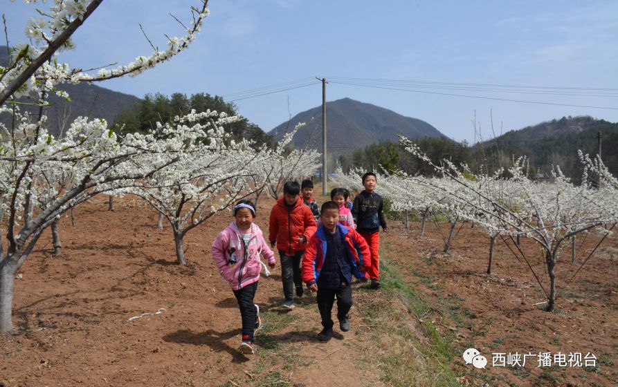 双龙镇这个村隐藏着一片浪漫花海这个周六去正好