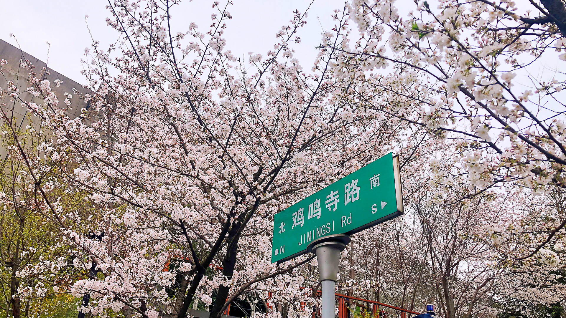 路上全是樱花!南京这条赏樱线路,才是国内赏花极品