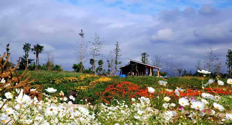 成都市龙泉驿区蔚然花海景区