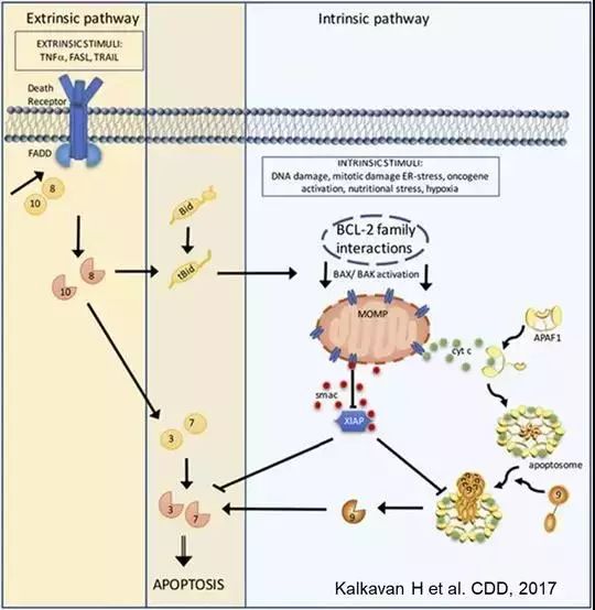 另两亚类是促进细胞凋亡的,一亚类是线粒体损伤的最终执行者,包括bax