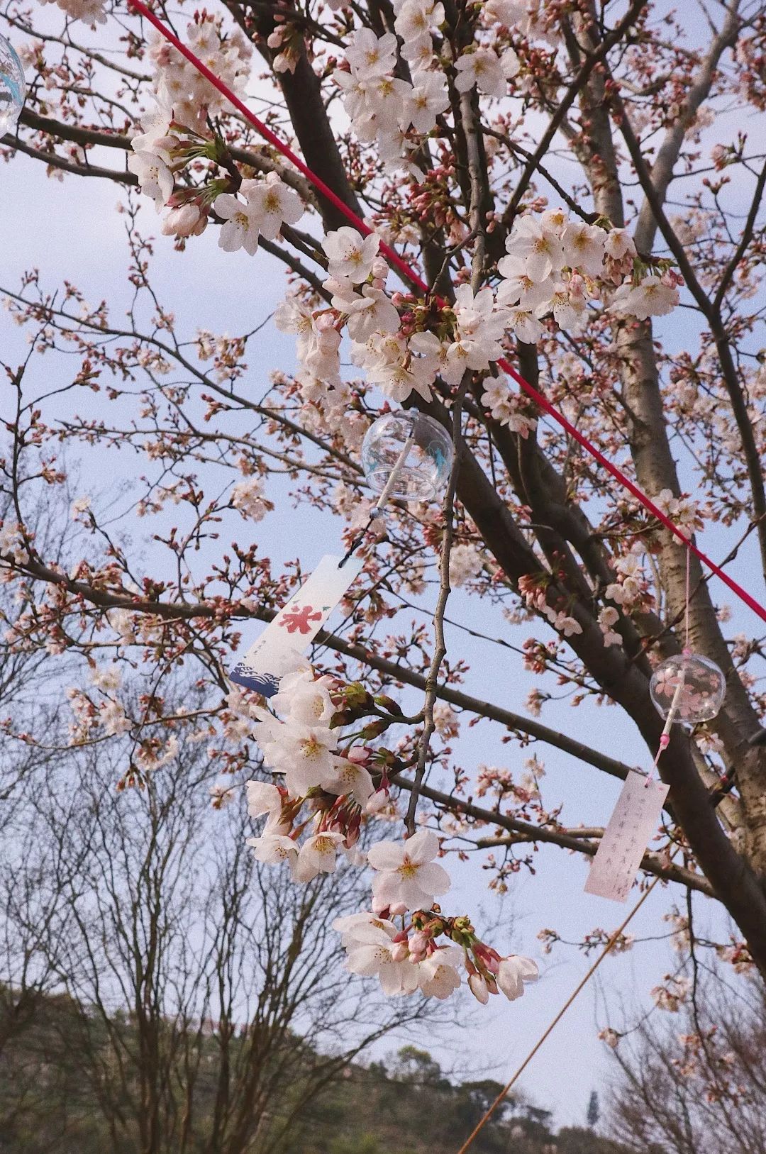 春日制霸朋友圈!这周末去慈城踏青赏樱!