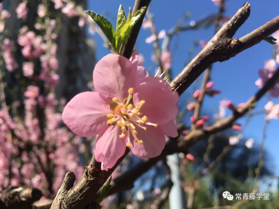 江南春是描写春天的诗