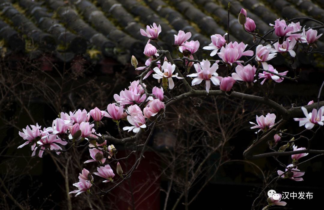 3月1日至12日在武侯祠景区举行第十二届"旱莲文化节"系列活动.