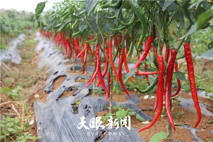 辣椒种植基地