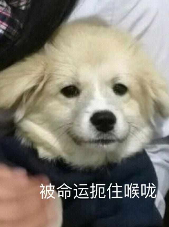 原来,中华田园犬的颜值,可以这么高!_小白