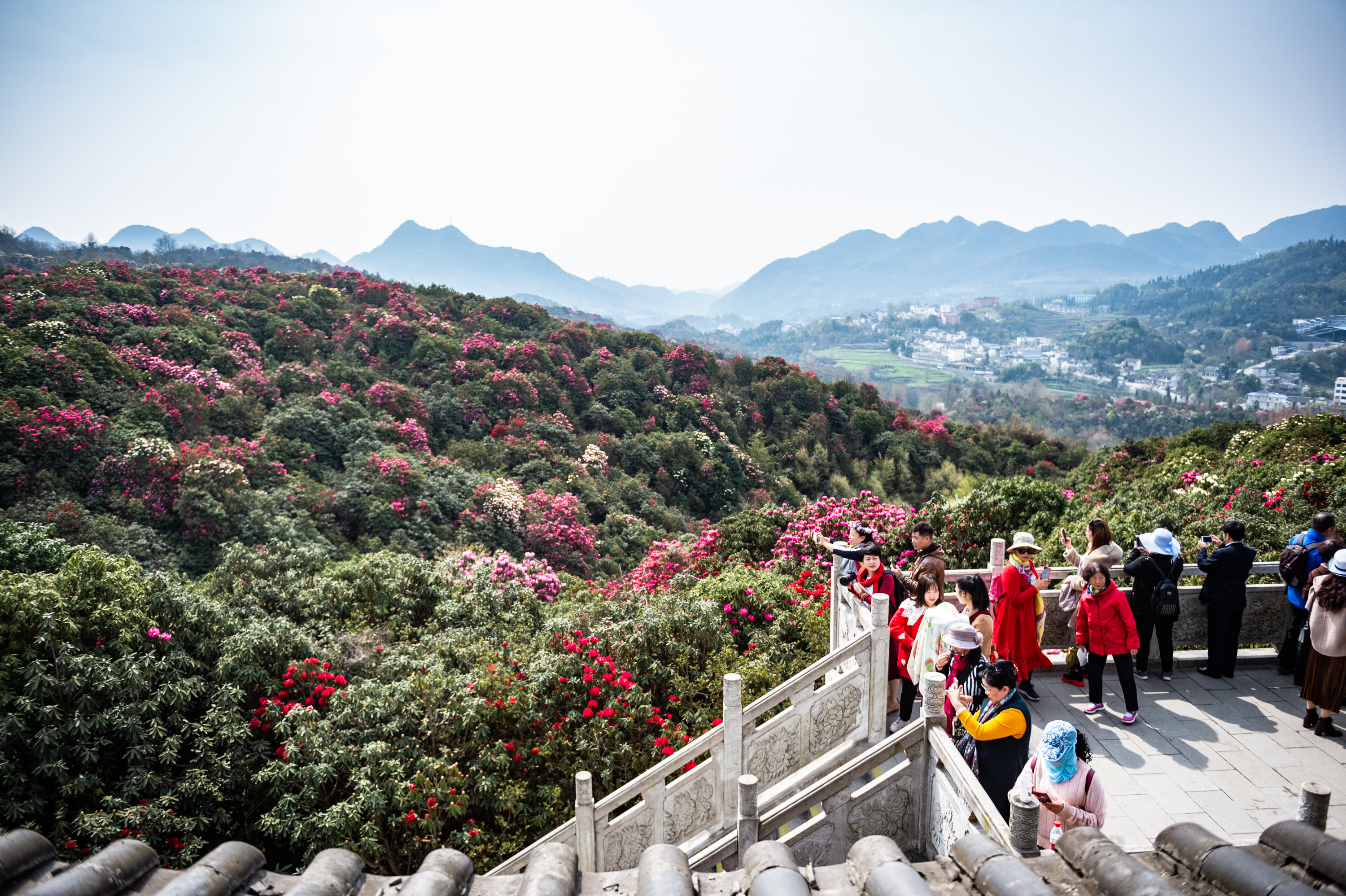 贵州省毕节市百里杜鹃景区的杜鹃花盛开,前来赏花游玩的游客络绎不绝.