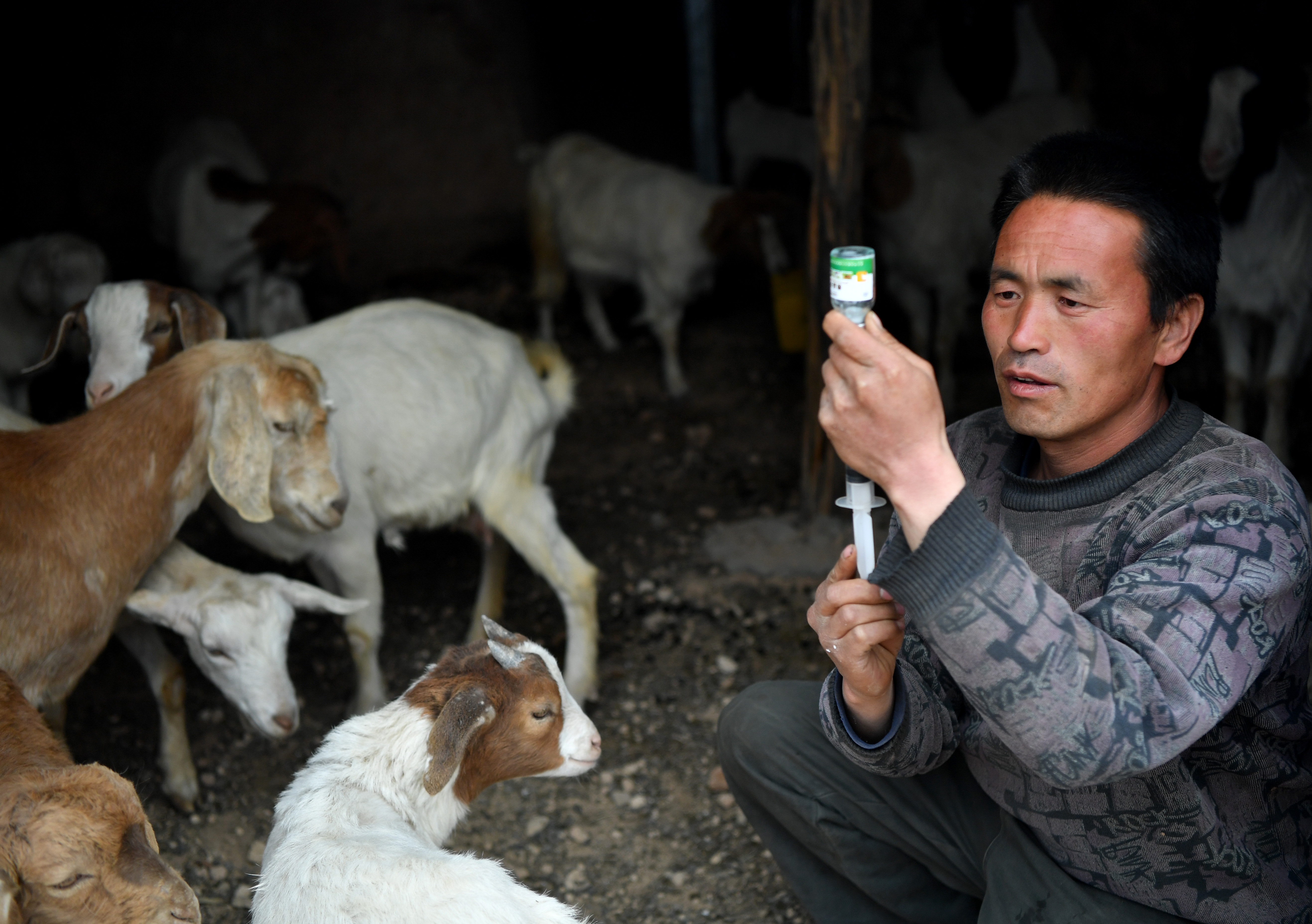 在河南省卢氏县沙河乡果角村,任当锋在羊圈内准备给羊打针(3月27日摄)