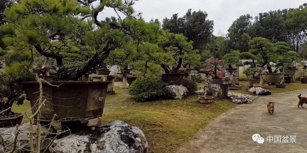 张志刚励志园的盆景符号