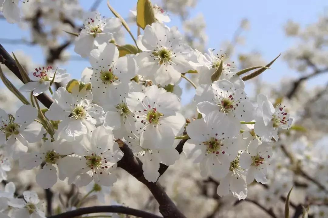 所有人您有一封夏津梨花节的邀请函请查收