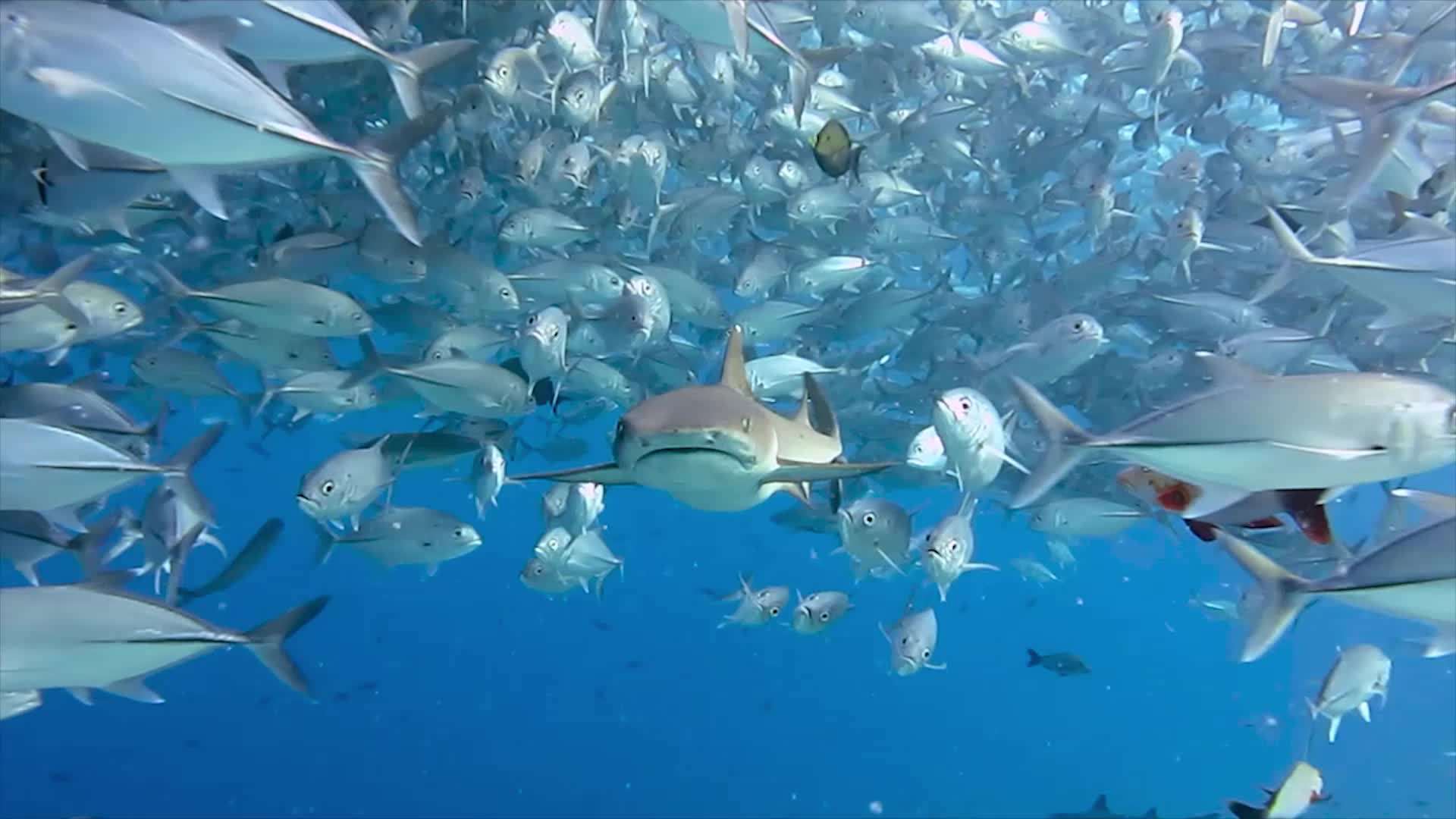 江苏 海洋经济总量2017_江苏海洋大学(2)