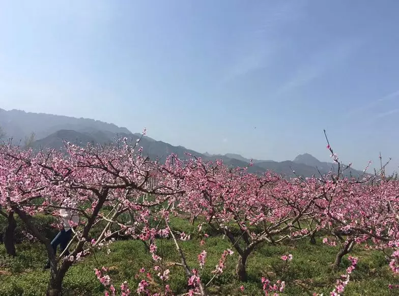 西安周边赏花一日游!王莽桃花惹人爱你去看了吗?